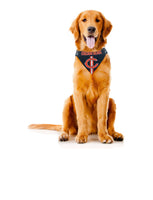 
              NFL Bandana - Bears
            