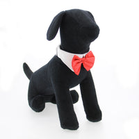 
              White Collar with Red Satin Bow Tie
            