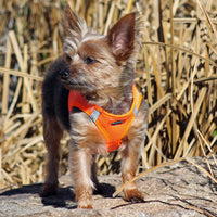 
              American River Solid Ultra Choke Free Mesh Dog Harness - Hunter Orange
            