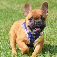 
              American River Choke Free Harness Hawaiian Trim - Paisley Purple
            