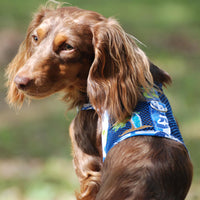 
              Surfboard Blue and Green Cool Mesh Dog Harness with Matching Leash
            