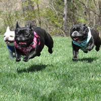 
              Wrap and Snap Choke Free Dog Harness by Doggie Design - Surfboards and Palms
            
