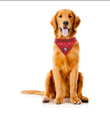 
              NFL Bandana - 49ers
            