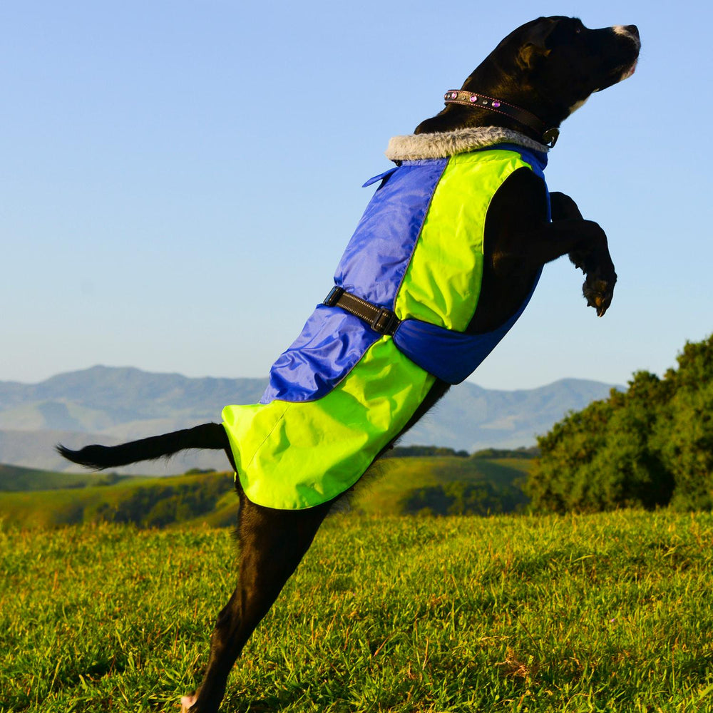 Alpine All-Weather Dog Coat - Blue and Green