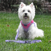 
              Soft Pull Traffic Dog Leash - Paisley Purple
            