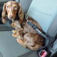 
              Seatbelt Strap Dog Car Leash
            