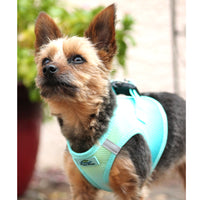 American River Choke Free Dog Harness Ombre Collection - Aruba Blue