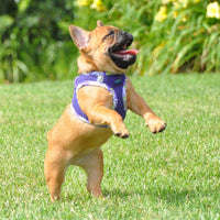 
              American River Choke Free Harness Hawaiian Trim - Paisley Purple
            